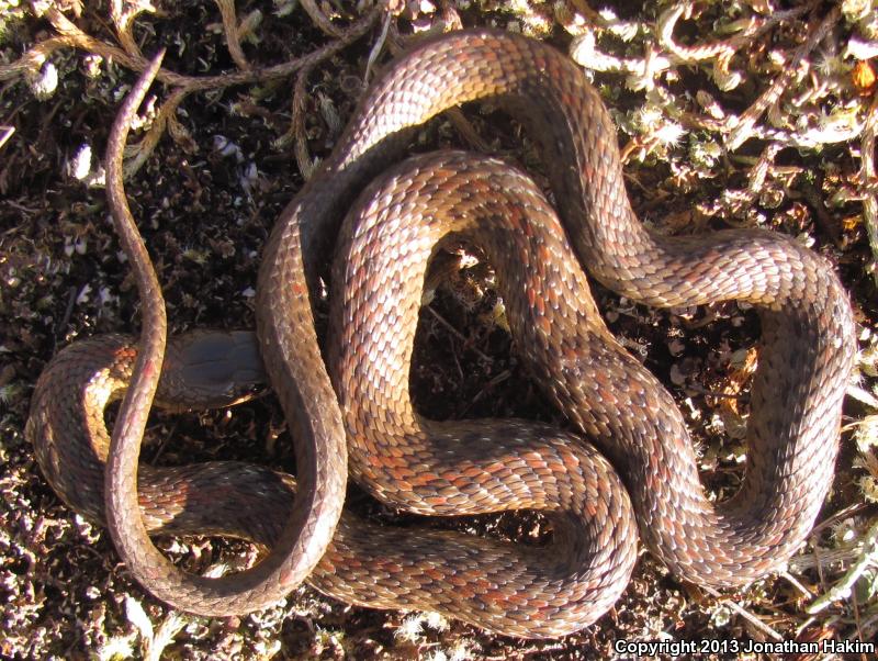 Northwestern Gartersnake (Thamnophis ordinoides)