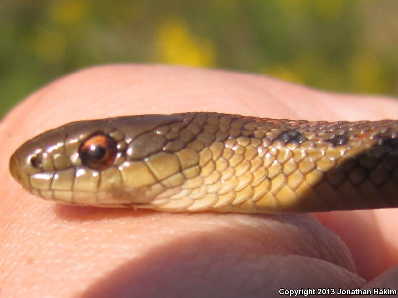 Northwestern Gartersnake (Thamnophis ordinoides)