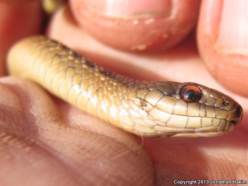 Northwestern Gartersnake (Thamnophis ordinoides)