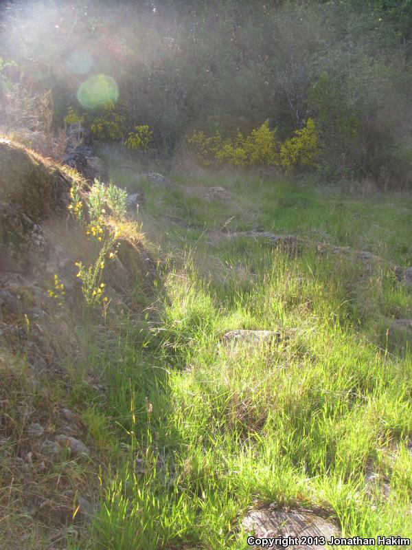 Northwestern Gartersnake (Thamnophis ordinoides)