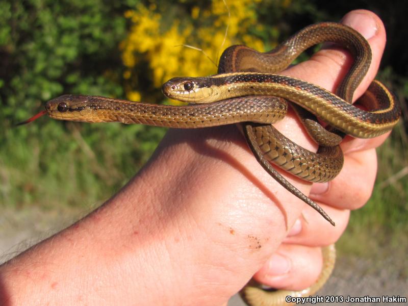 Northwestern Gartersnake (Thamnophis ordinoides)