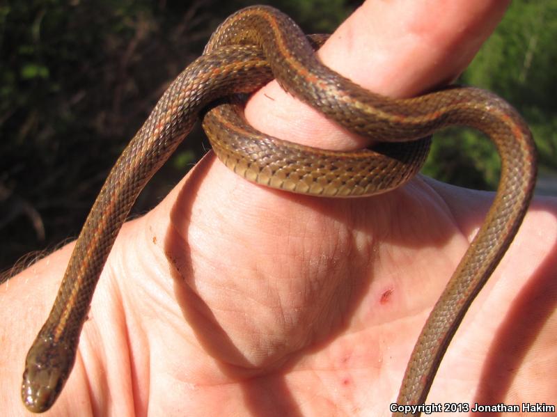 Northwestern Gartersnake (Thamnophis ordinoides)