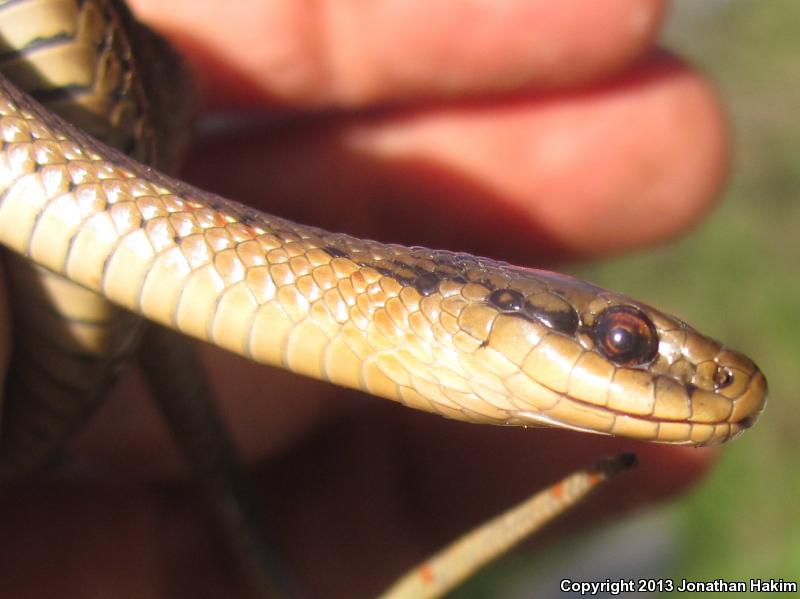 Northwestern Gartersnake (Thamnophis ordinoides)