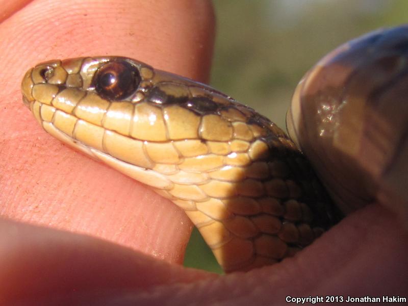 Northwestern Gartersnake (Thamnophis ordinoides)