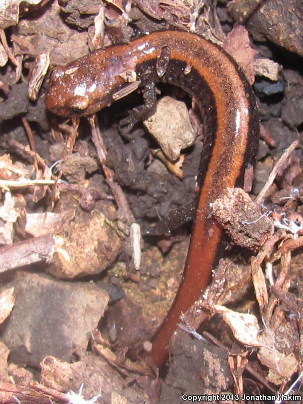 Del Norte Salamander (Plethodon elongatus)