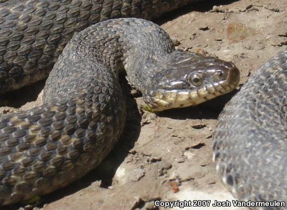 Lake Erie Watersnake (Nerodia sipedon insularum)