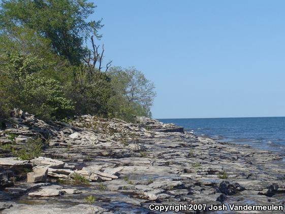 Lake Erie Watersnake (Nerodia sipedon insularum)