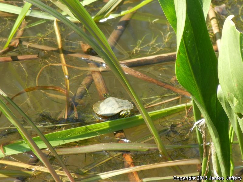 Alabama Red-bellied Cooter (Pseudemys alabamensis)