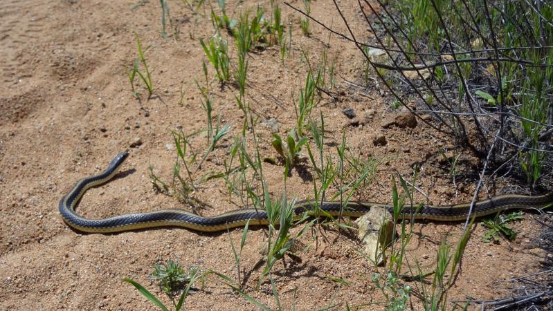 Coast Patch-nosed Snake (Salvadora hexalepis virgultea)