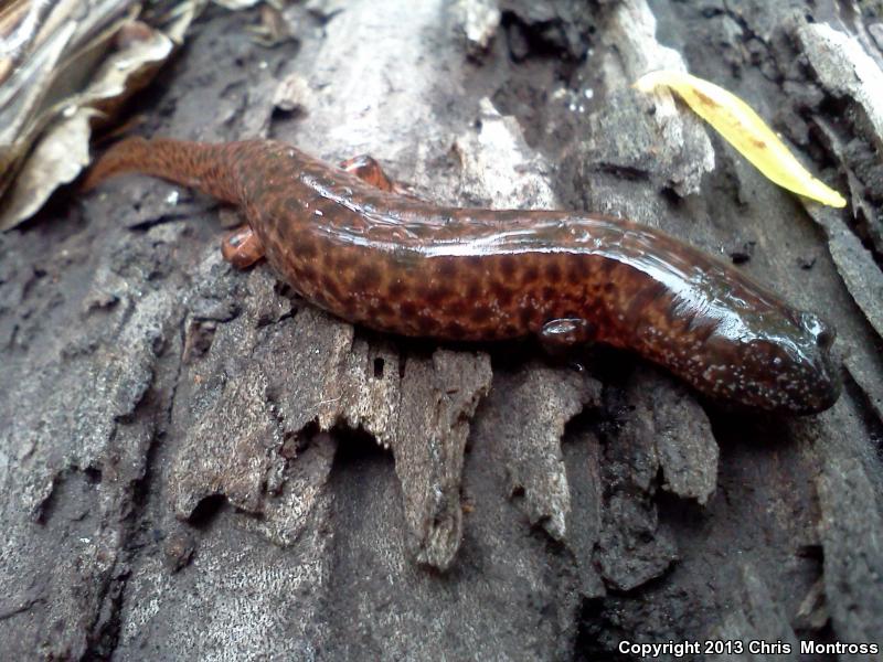 Southern Red Salamander (Pseudotriton ruber vioscai)