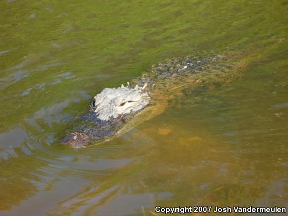 American Alligator (Alligator mississippiensis)