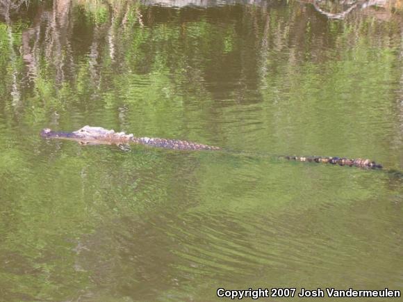 American Alligator (Alligator mississippiensis)