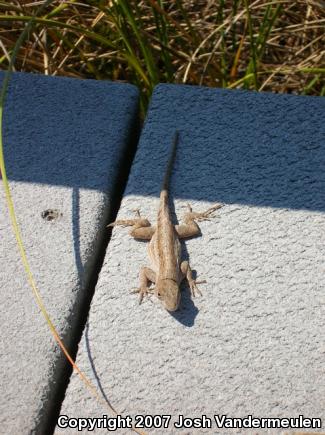 Brown Anole (Anolis sagrei)