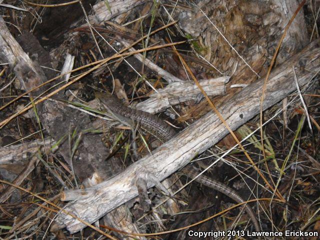 Shasta Alligator Lizard (Elgaria coerulea shastensis)