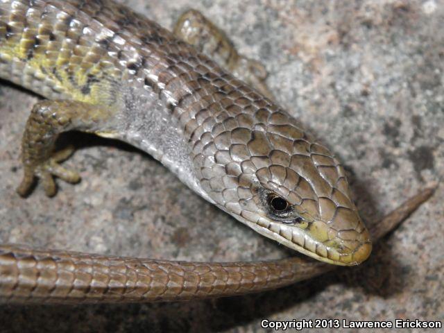 Shasta Alligator Lizard (Elgaria coerulea shastensis)