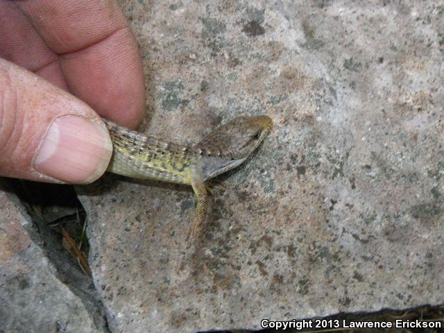 Shasta Alligator Lizard (Elgaria coerulea shastensis)