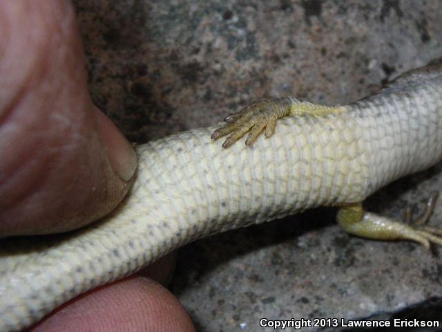 Shasta Alligator Lizard (Elgaria coerulea shastensis)