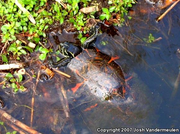 Florida Red-bellied Cooter (Pseudemys nelsoni)