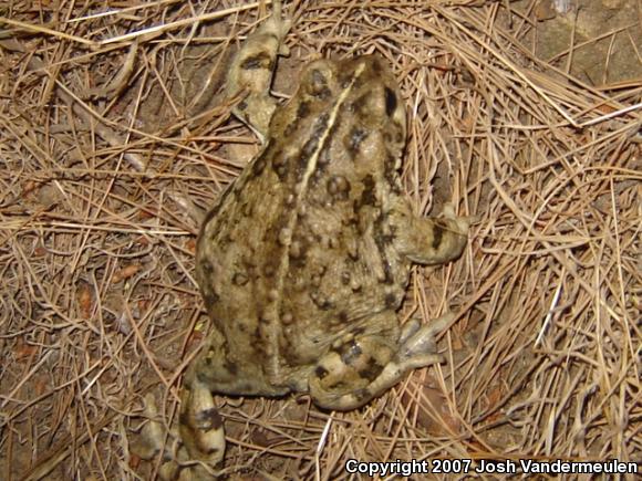 Southern California Toad (Anaxyrus boreas halophilus)