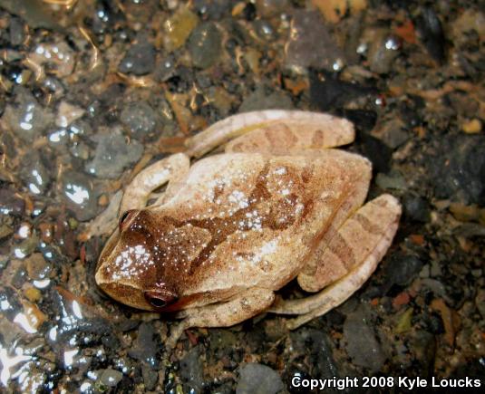 Northern Spring Peeper (Pseudacris crucifer crucifer)