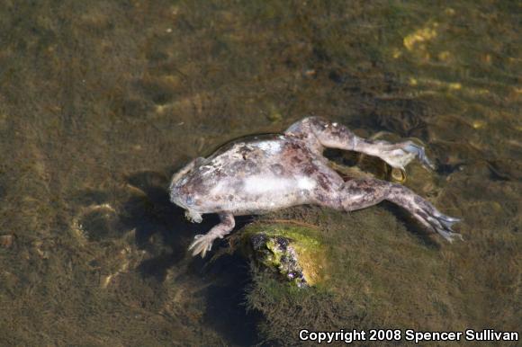 African Clawed Frog (Xenopus laevis)