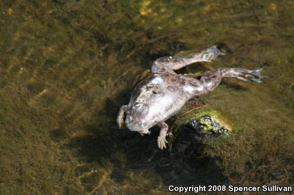 African Clawed Frog (Xenopus laevis)