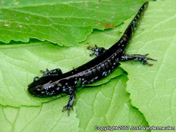 Blue-spotted Salamander (Ambystoma laterale)