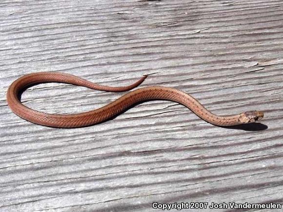 Dekay's Brownsnake (Storeria dekayi)