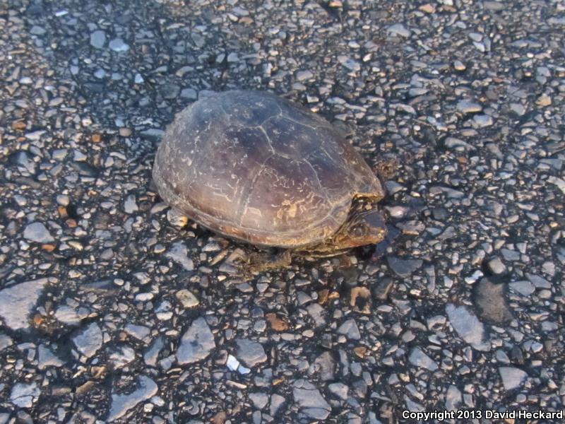 Mississippi Mud Turtle (Kinosternon subrubrum hippocrepis)