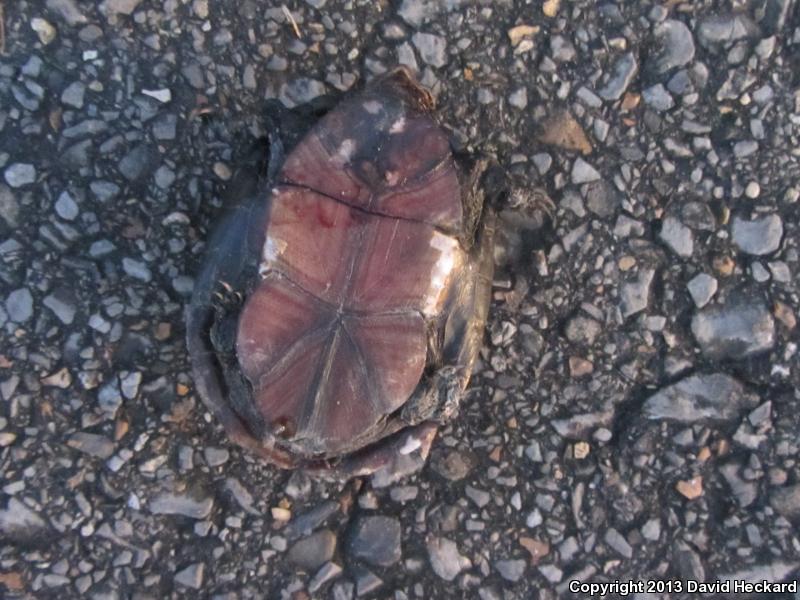 Mississippi Mud Turtle (Kinosternon subrubrum hippocrepis)