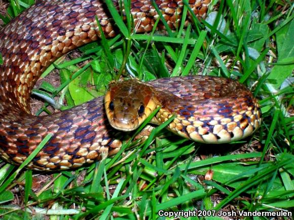 Maritime Gartersnake (Thamnophis sirtalis pallidulus)