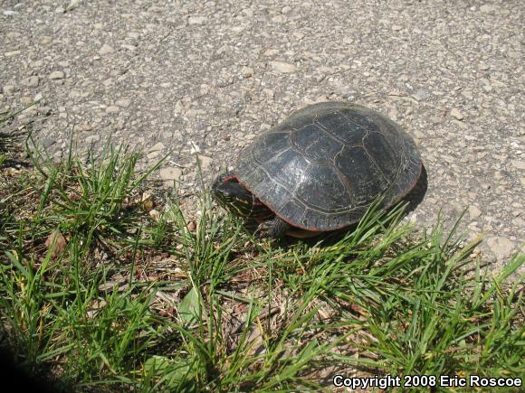 Midland Painted Turtle (Chrysemys picta marginata)