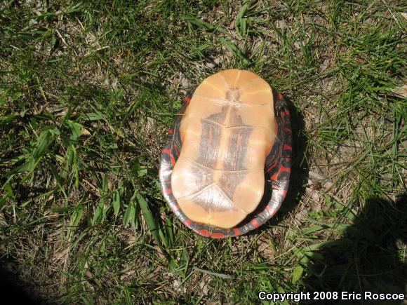 Midland Painted Turtle (Chrysemys picta marginata)