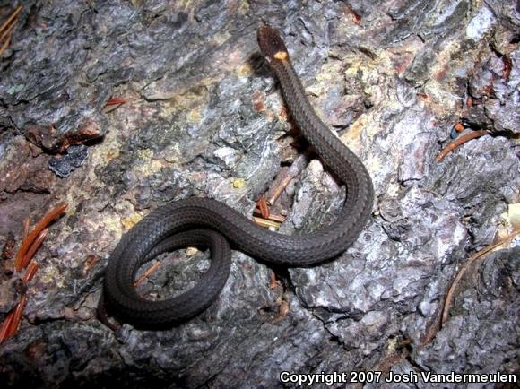 Northern Red-bellied Snake (Storeria occipitomaculata occipitomaculata)