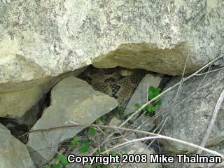 Timber Rattlesnake (Crotalus horridus)