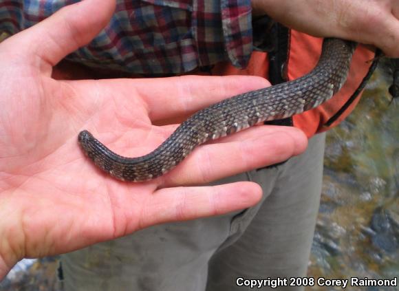 Southern Watersnake (Nerodia fasciata)