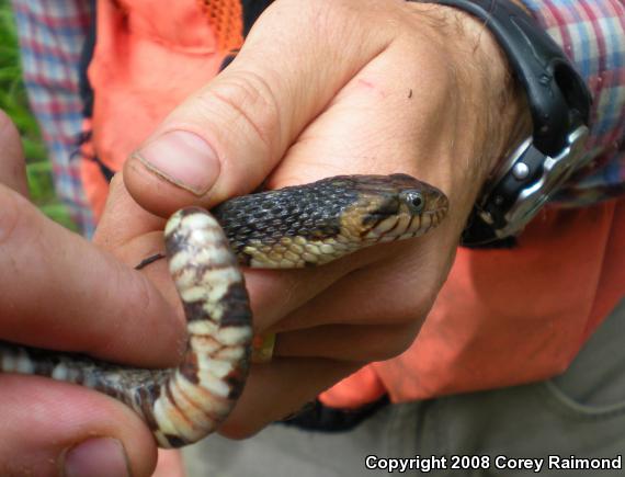 Southern Watersnake (Nerodia fasciata)