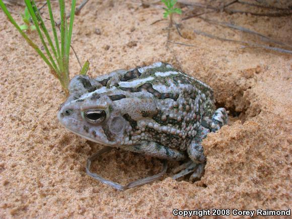 Fowler's Toad (Anaxyrus fowleri)