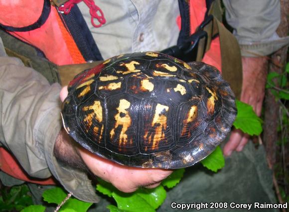 Eastern Box Turtle (Terrapene carolina)