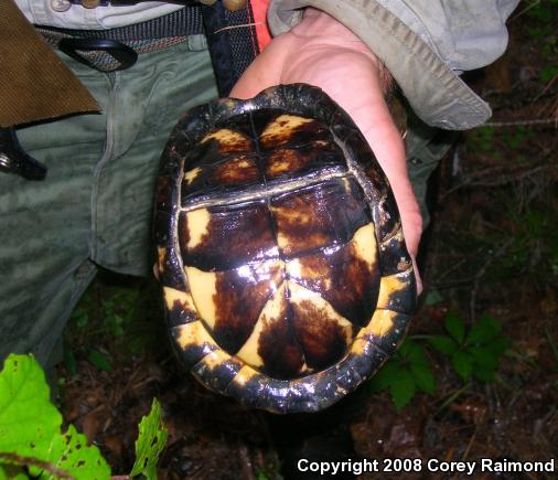 Eastern Box Turtle (Terrapene carolina)