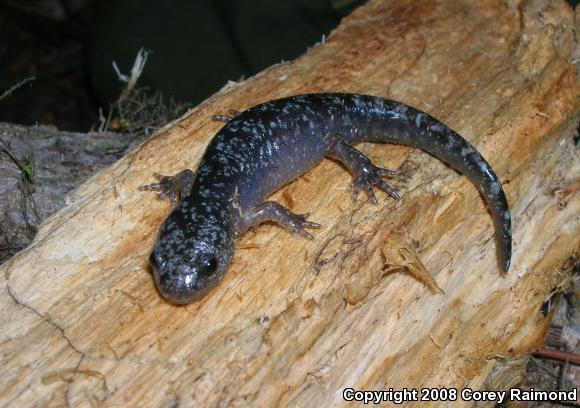 Marbled Salamander (Ambystoma opacum)