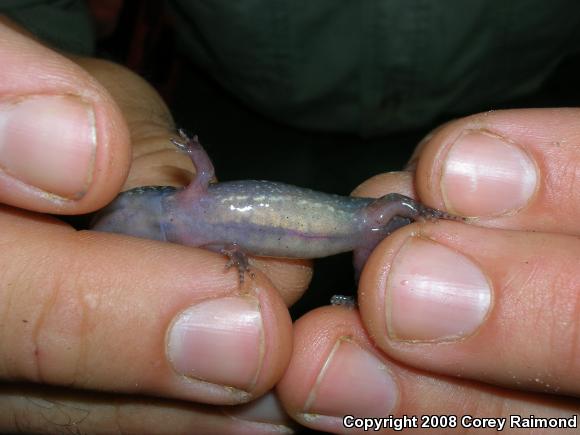 Marbled Salamander (Ambystoma opacum)