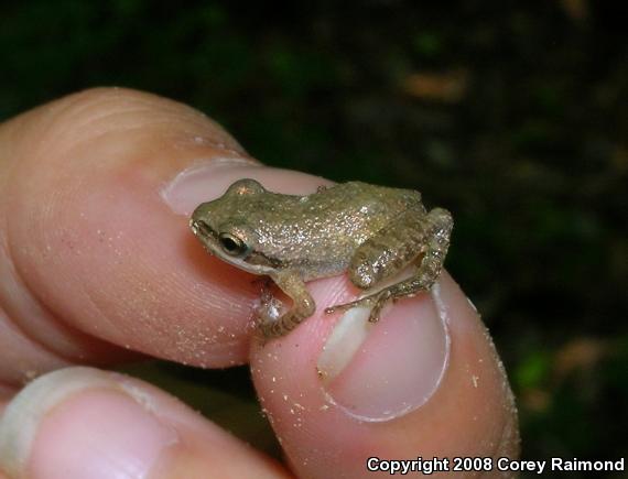 Upland Chorus Frog (Pseudacris feriarum)