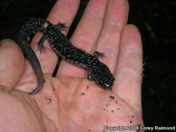 Northern Slimy Salamander (Plethodon glutinosus)