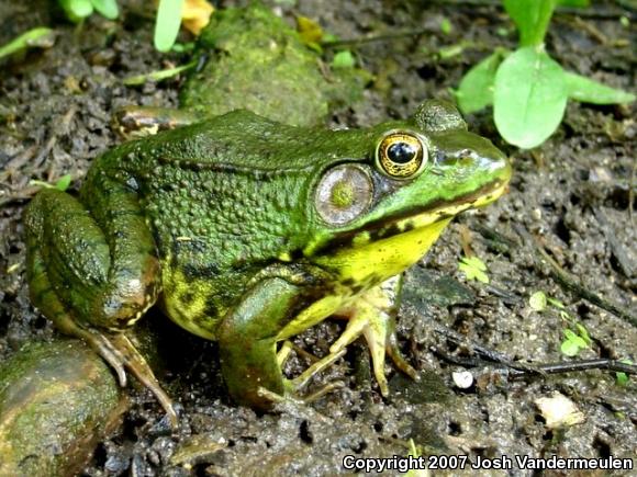 Northern Green Frog (Lithobates clamitans melanota)