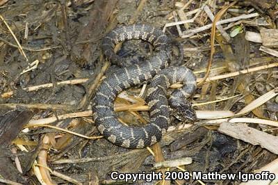 Northern Watersnake (Nerodia sipedon)