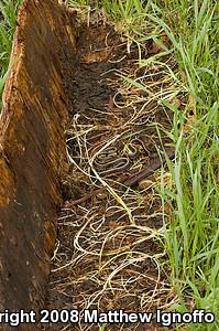 Chicago Gartersnake (Thamnophis sirtalis semifasciatus)