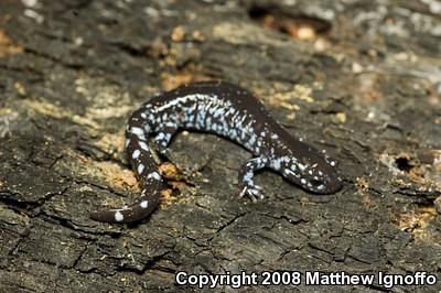 Blue-spotted Salamander (Ambystoma laterale)