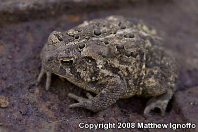 Eastern American Toad (Anaxyrus americanus americanus)