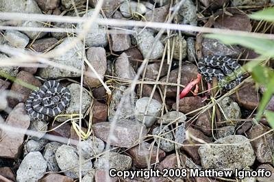 Western Foxsnake (Pantherophis vulpinus)